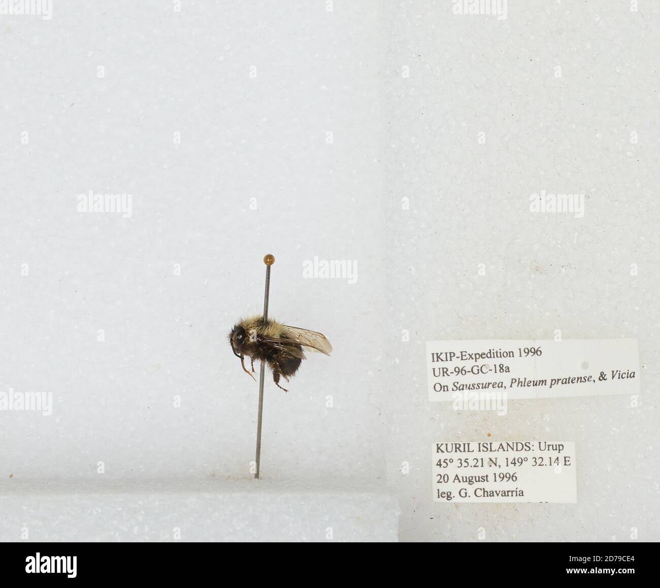 Urup Kuril Islands, Sakhalin, Russia, Bombus sp., Animalia, Arthropoda ...