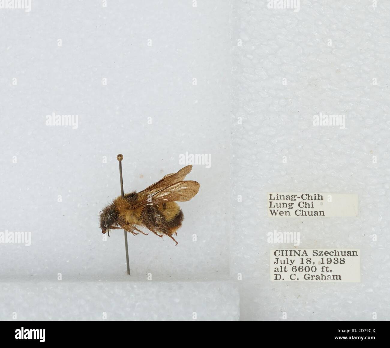 Linag-Chih, Lung Chi, Wenchuan Xian, Sichuan, China, Bombus sp ...