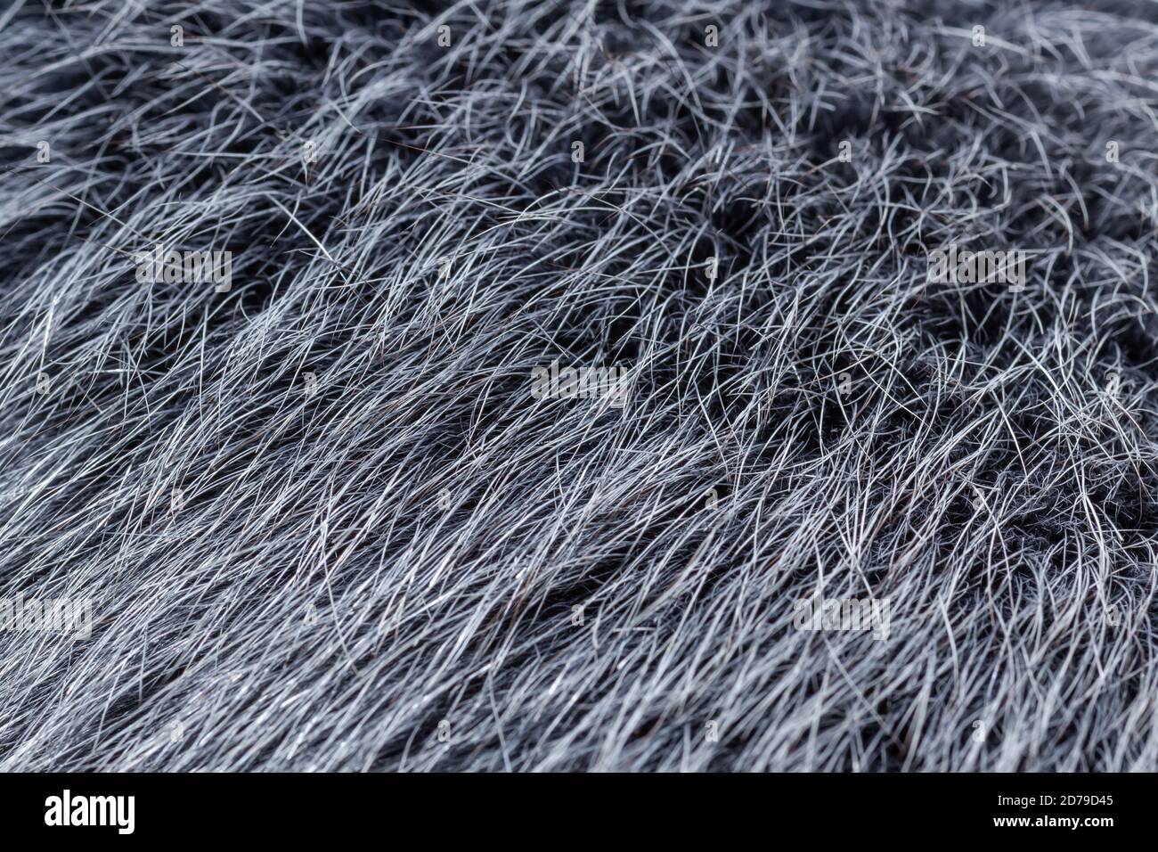 grey fur close-up Stock Photo