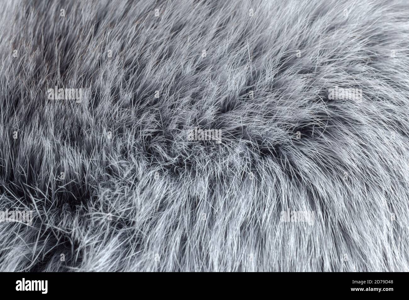 grey fur close-up Stock Photo