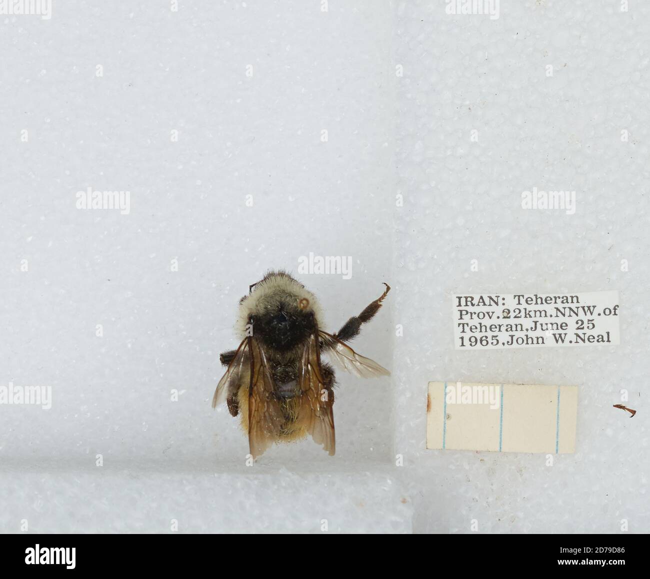 Iran Insects 22 km NNW of Tehran, Tehran, Iran, Bombus sp., Animalia, Arthropoda ...