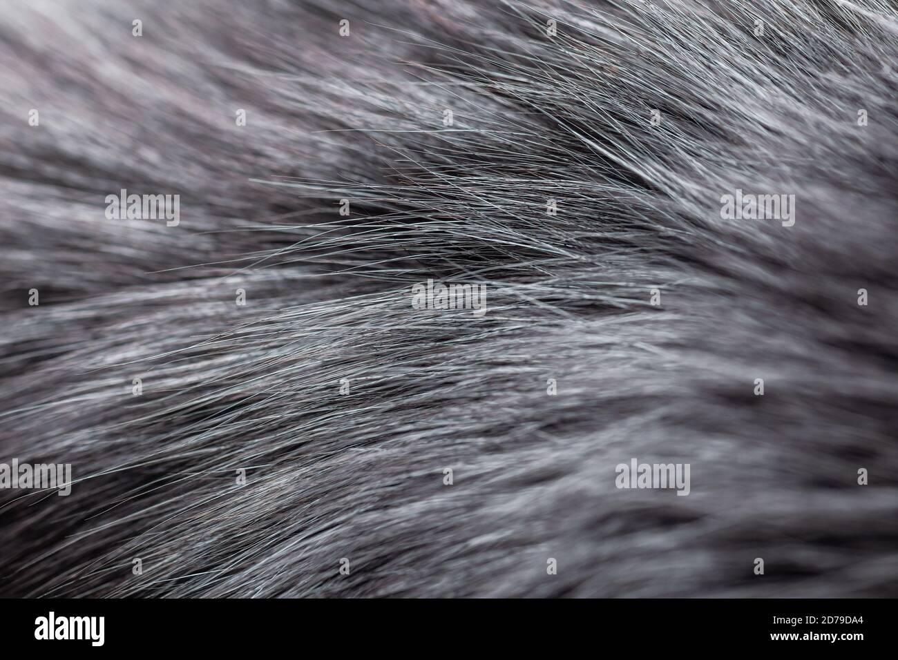 grey fur close-up Stock Photo