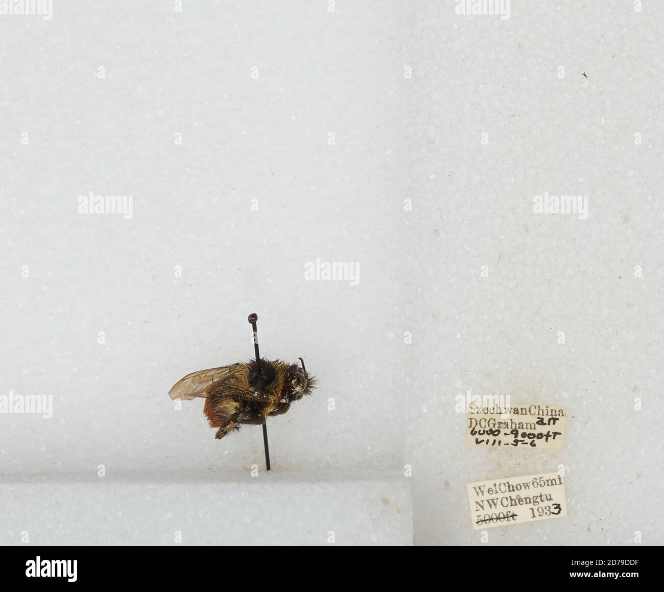 Chengdu Insects Wei Chow 65 mi NW Chengdu, Sichuan, China, Bombus sp., Animalia ...