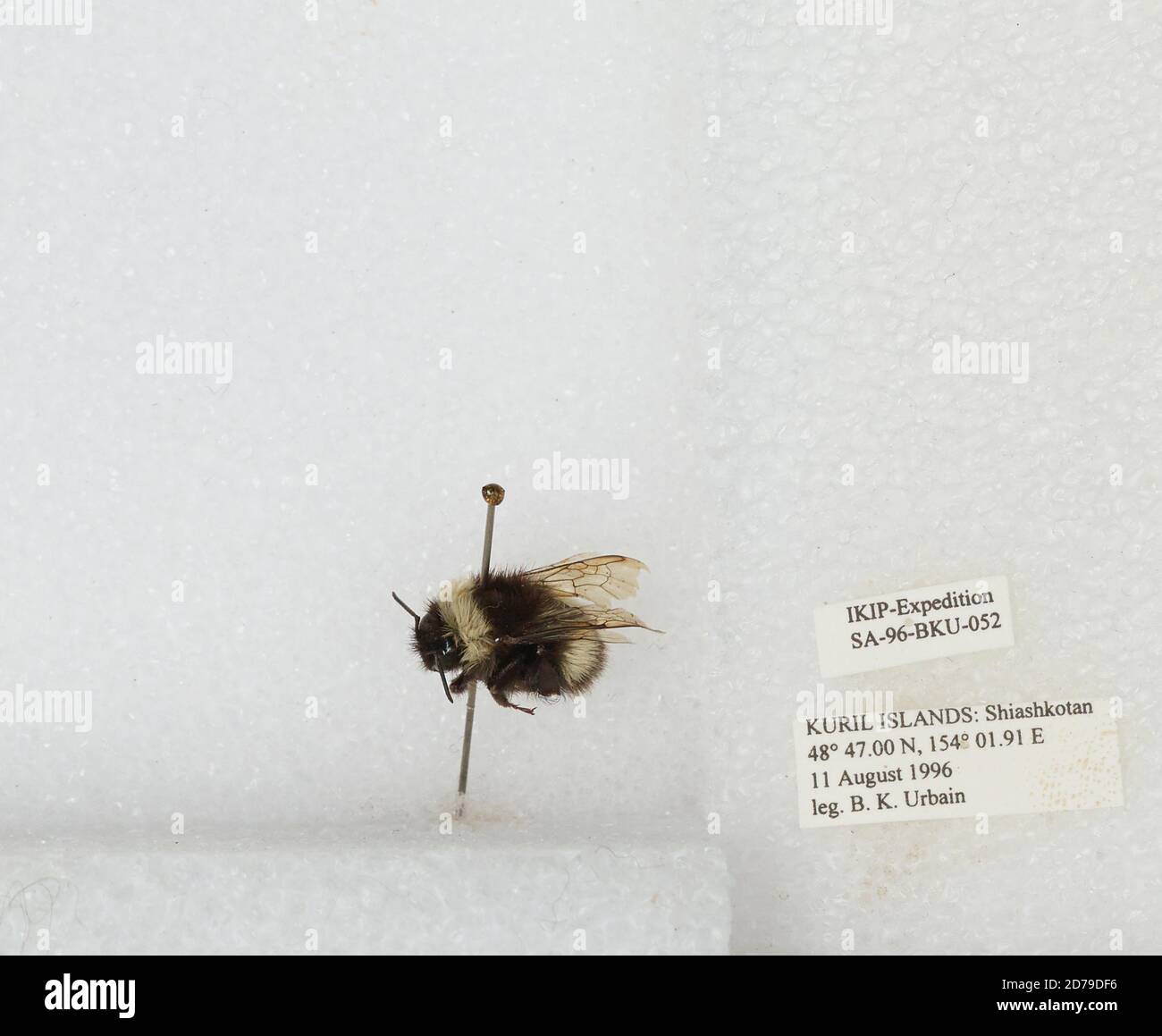 Kuril Islands, Shiashkotan Island, Sakhalin, Russia, Bombus sp ...
