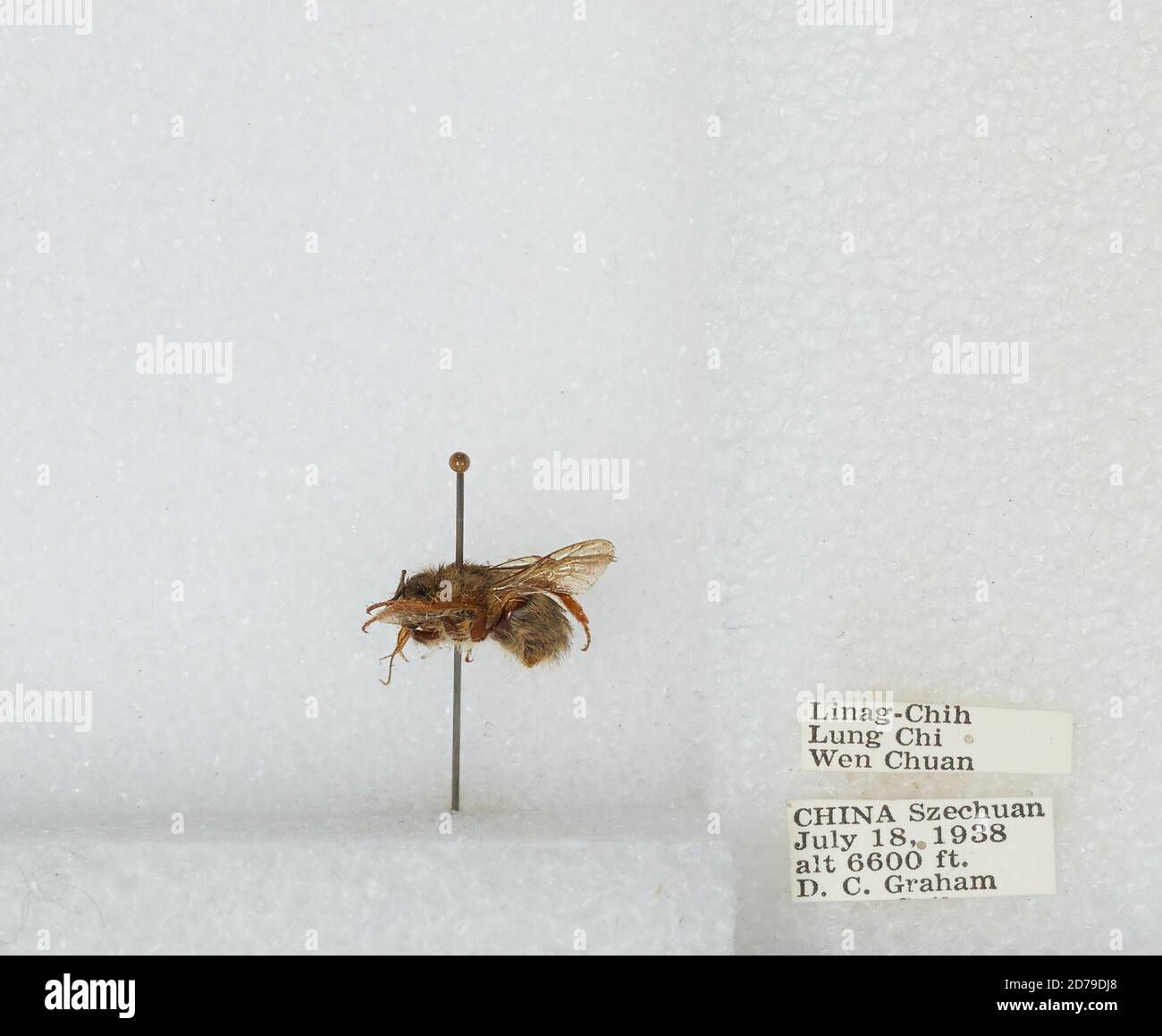 Linag-Chih, Lung Chi, Wenchuan Xian, Sichuan, China, Bombus sp ...