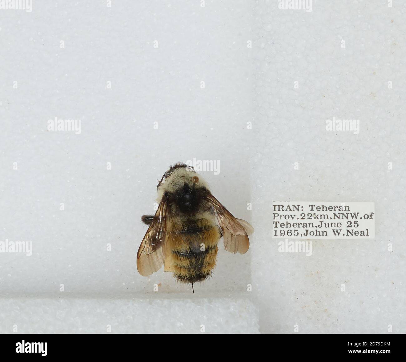 Iran Insects 22 km North Northwest of Tehran, Tehran, Iran, Bombus sp., Animalia ...
