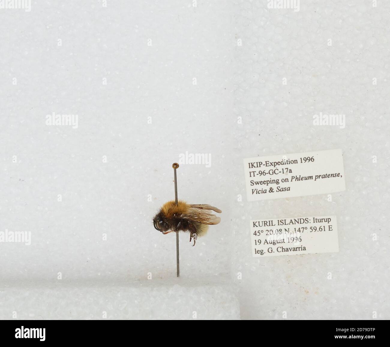 Iturup, Kuril Islands, Sakhalin, Russia, Bombus sp., Animalia ...