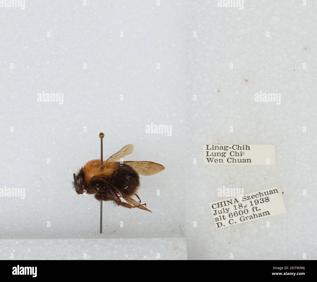 Linag-Chih, Lung Chi, Wenchuan Xian, Sichuan, China, Bombus sp ...
