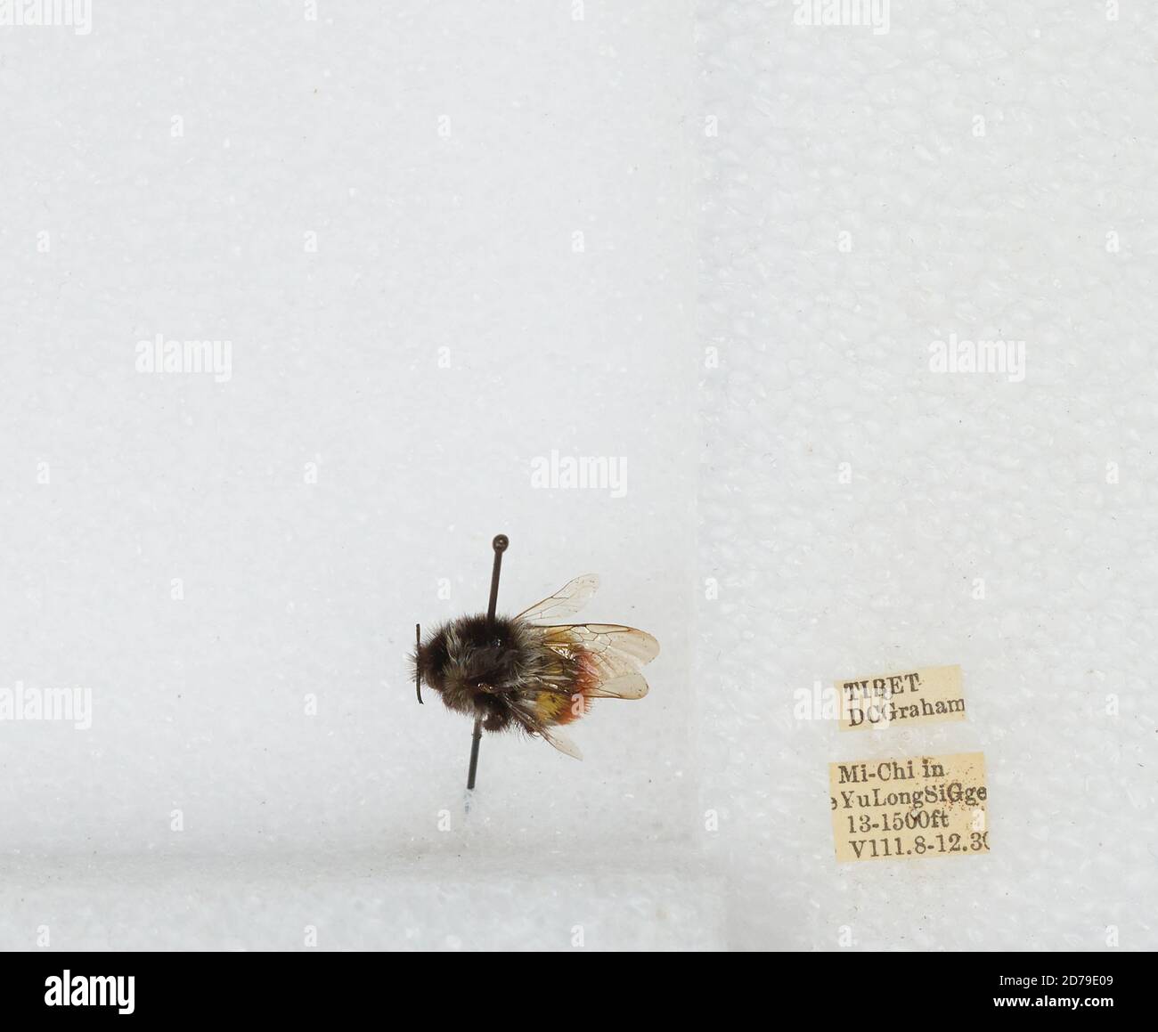 Mi-Chi in Yu Long Si Gorge, Tibet Autonomous Region, China, Bombus sp ...