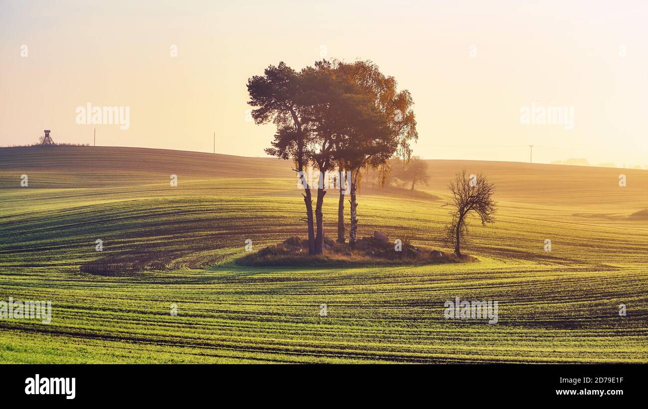 Rural landscape with trees in the middle of a field at colorful sunrise. Stock Photo