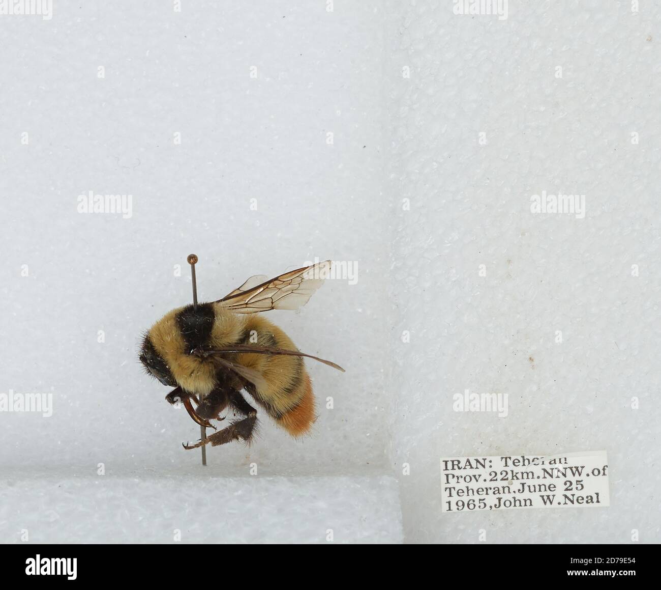 Iran Insects 22 km North Northwest of Tehran, Tehran, Iran, Bombus sp., Animalia ...