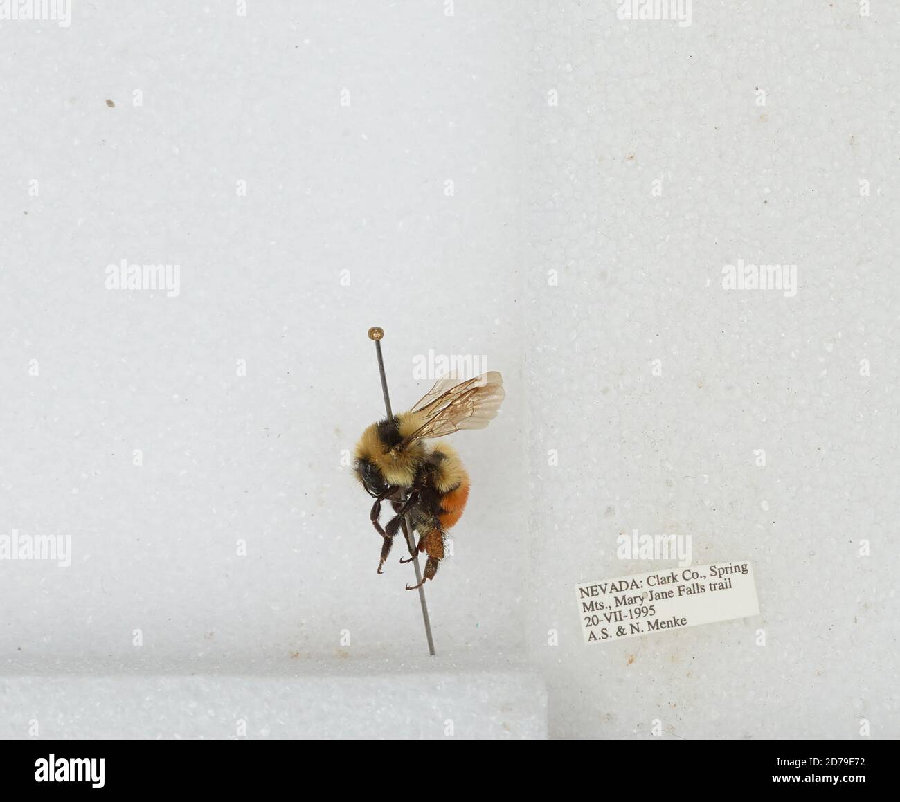 Jane Insect Mary jane falls hi-res stock photography and images - Alamy
