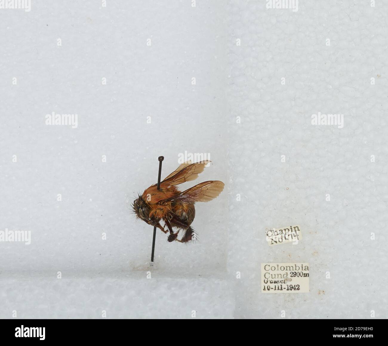 Guasca, Cundinamarca, Colombia, Bombus sp., Animalia, Arthropoda, Insecta, Hymenoptera, Apidae, Apinae Stock Photo