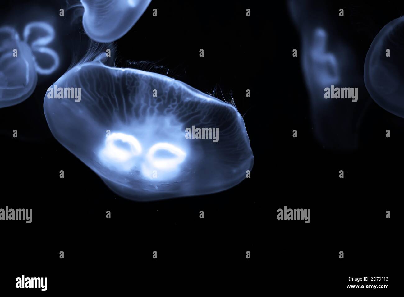 Blue jellyfish swim under water Stock Photo - Alamy