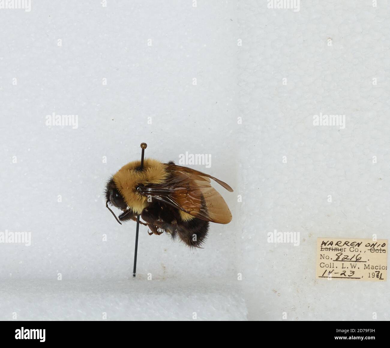Warren, Ohio, United States, Bombus (Bombus) affinis Cresson, Animalia ...