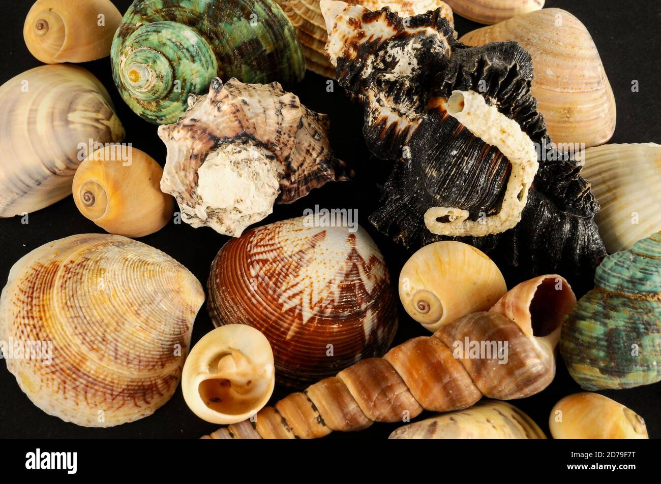 Seashell background texture Stock Photo - Alamy