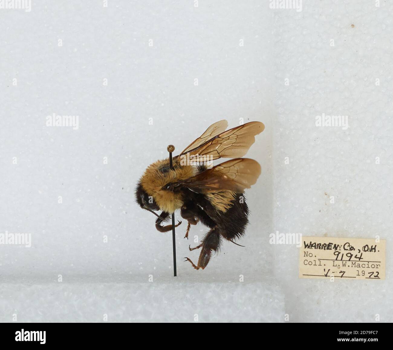 Warren, Ohio, United States, Bombus (Bombus) affinis Cresson, Animalia ...