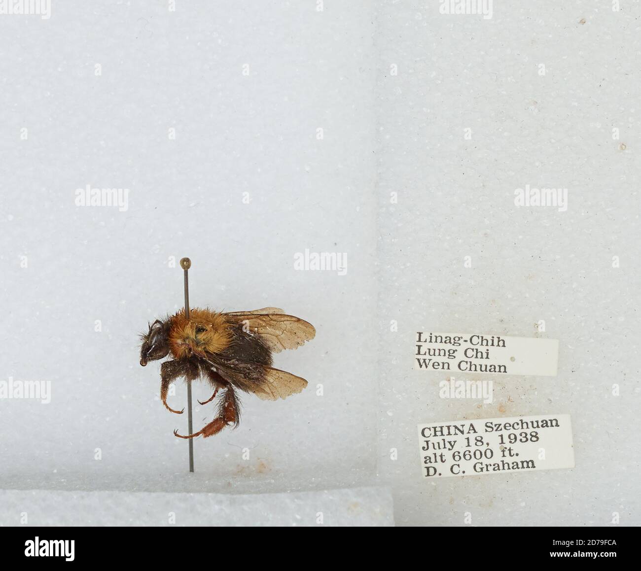 Linag-Chih, Lung Chi, Wenchuan Xian, Sichuan, China, Bombus sp ...