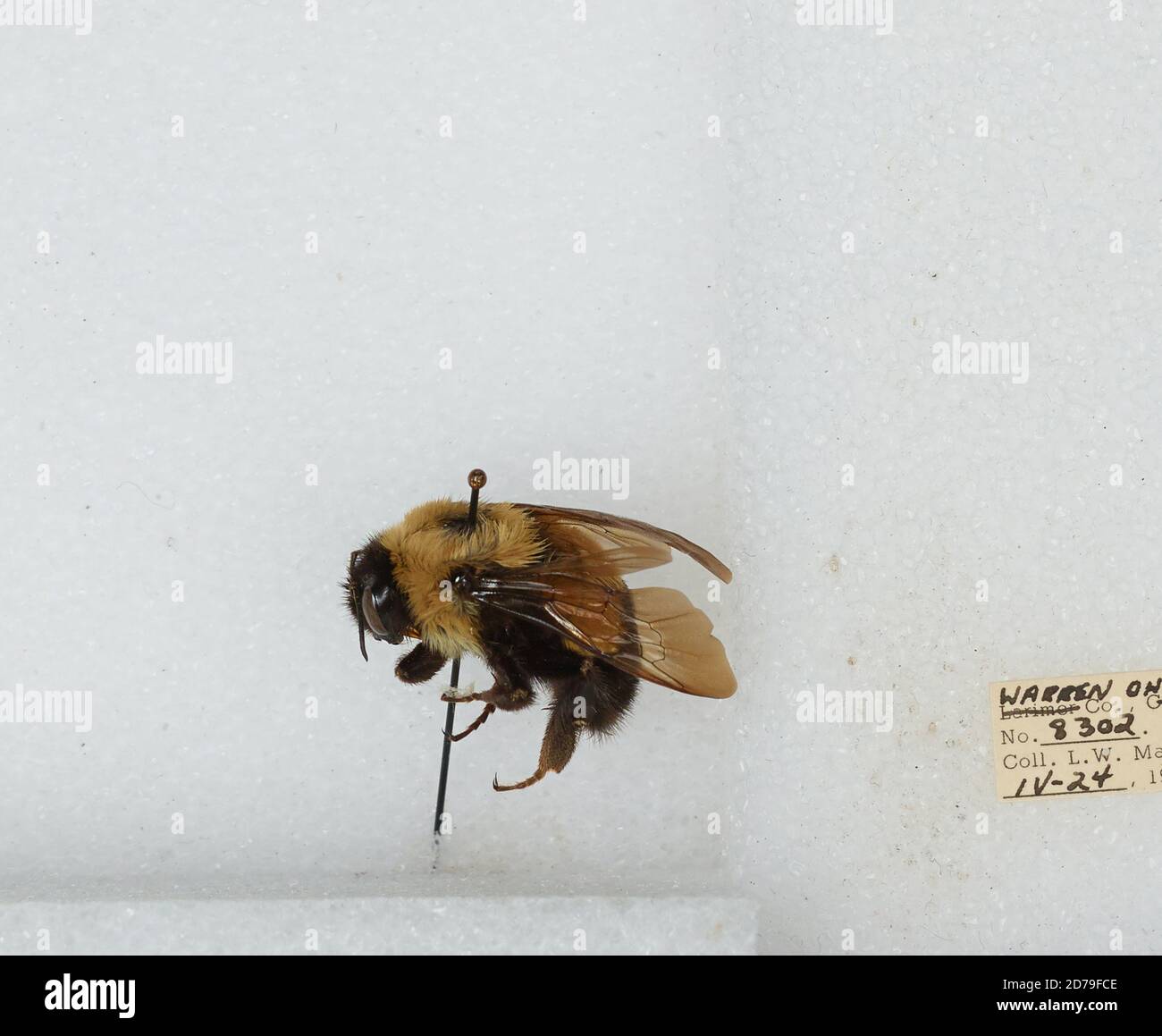 Warren, Ohio, United States, Bombus (Bombus) affinis Cresson, Animalia ...