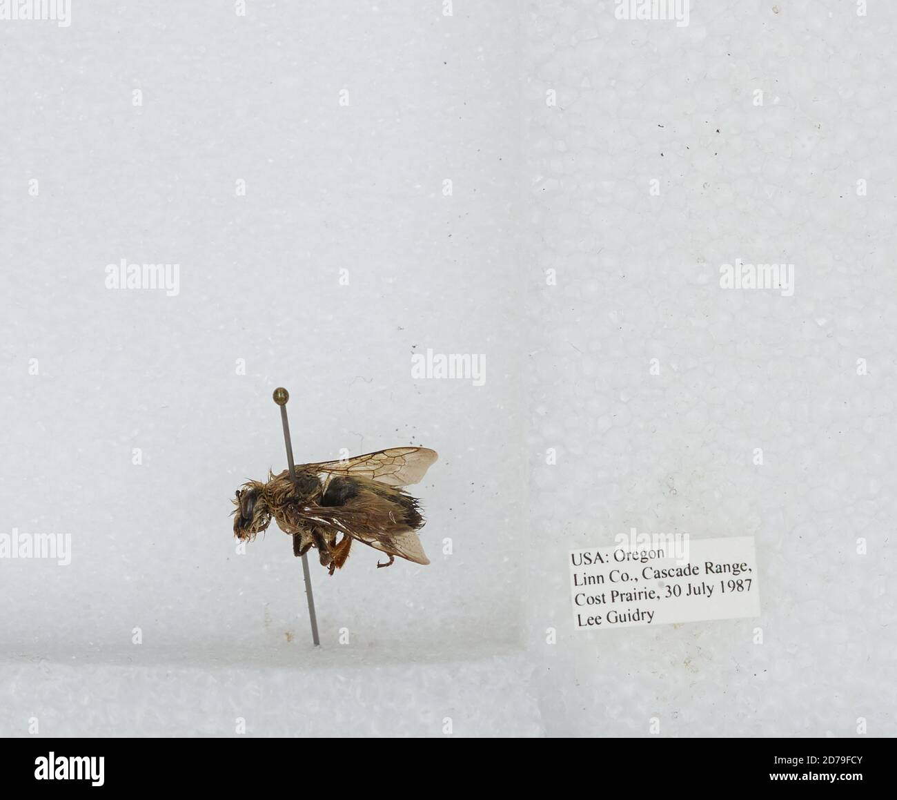 Cascade Range, Lost Prairie, Linn, Oregon, United States, Bombus sp ...