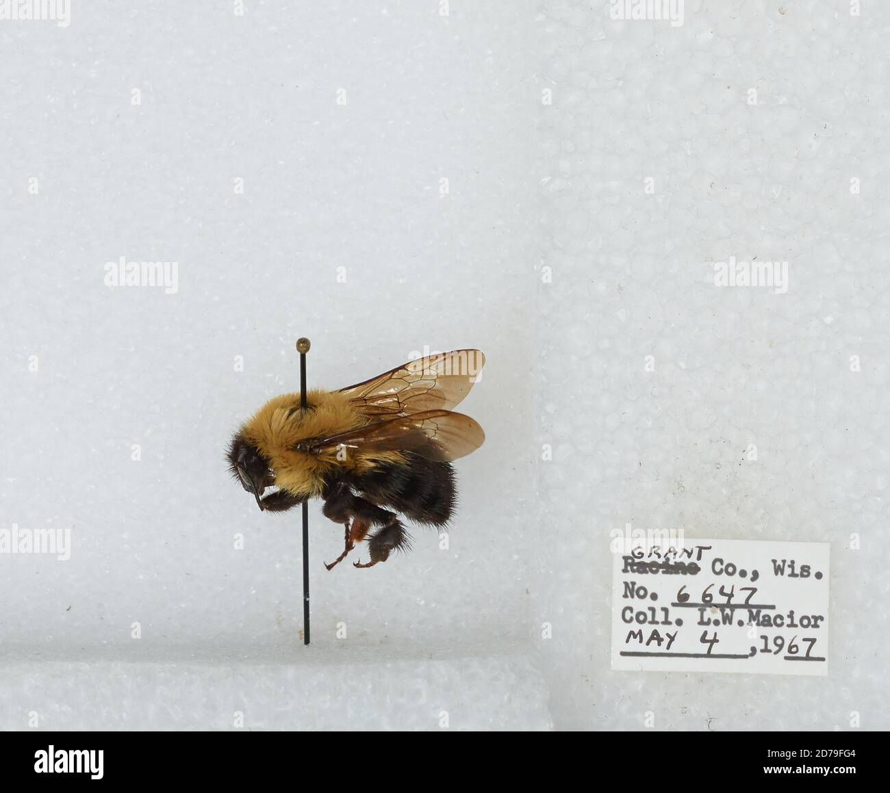 Grant, Wisconsin, United States, Bombus (Pyrobombus) bimaculatus ...