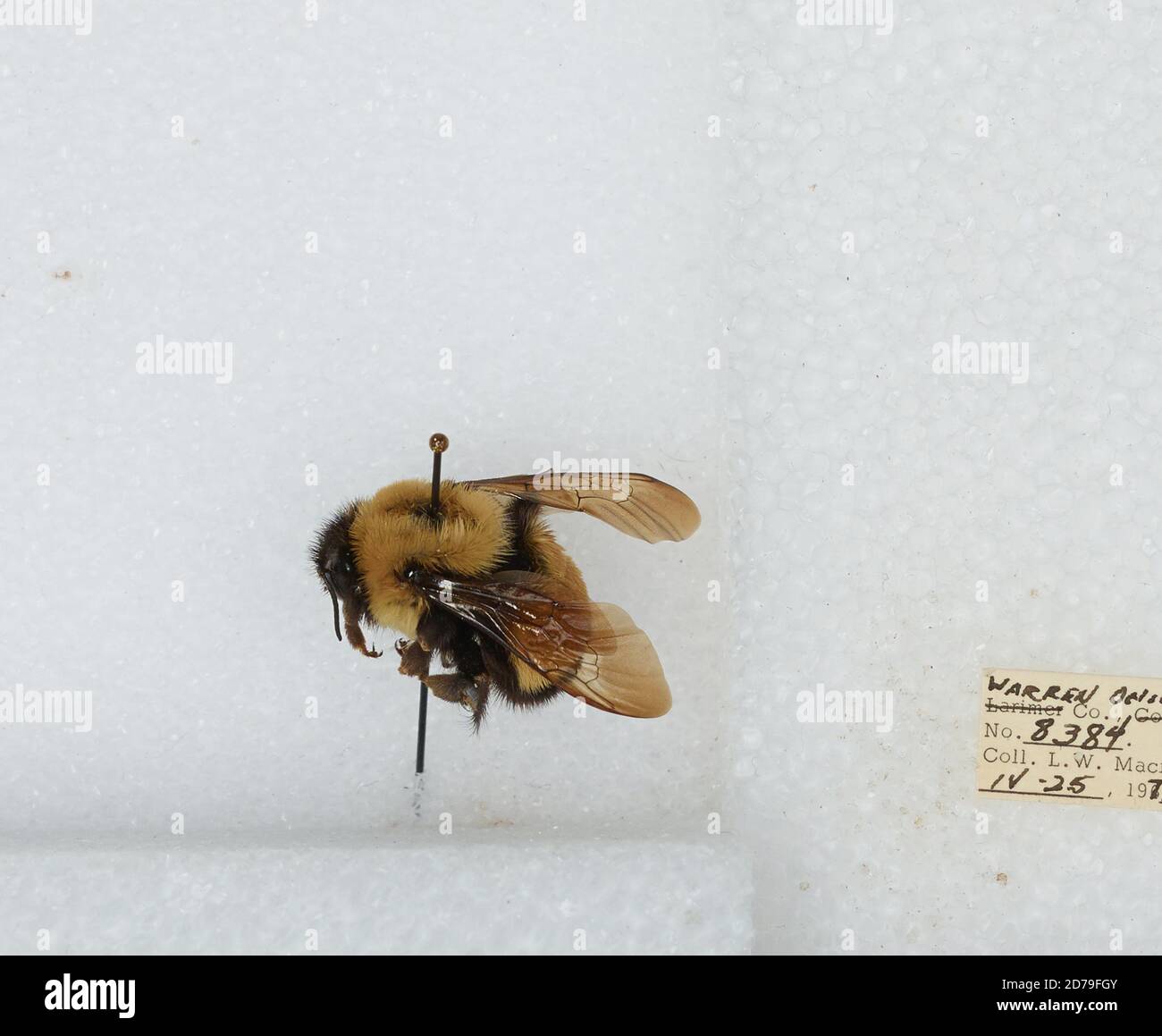 Warren, Ohio, United States, Bombus (Bombus) affinis Cresson, Animalia ...