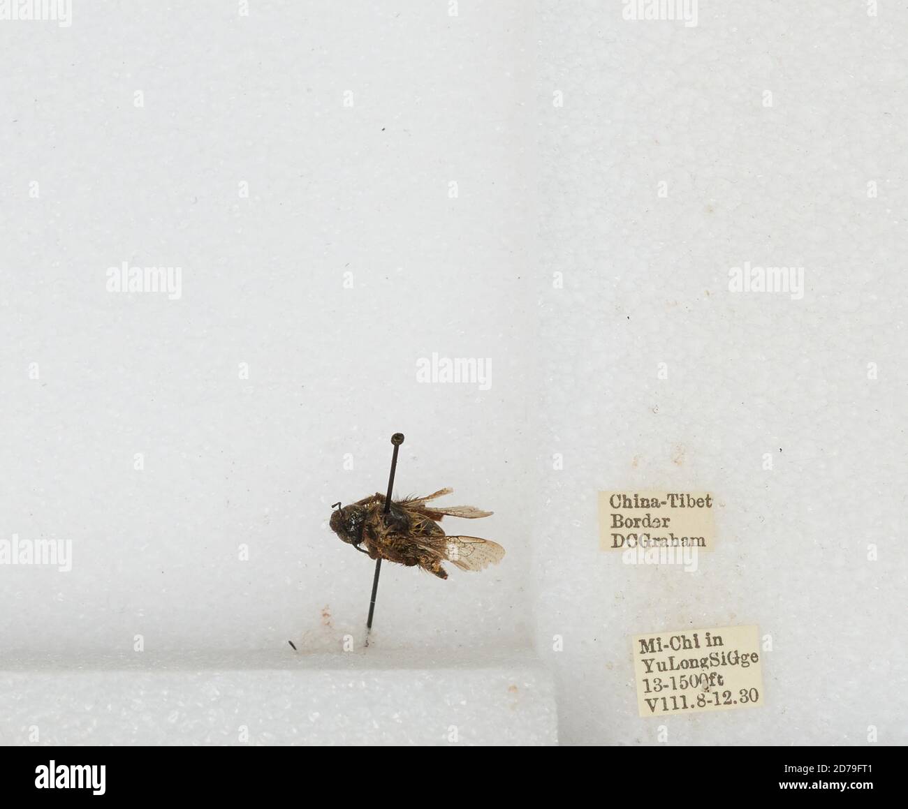 Chi Yan Insect Mi-Chi in Yu Long Si Gge, China-Tibet border, China, Bombus sp ...