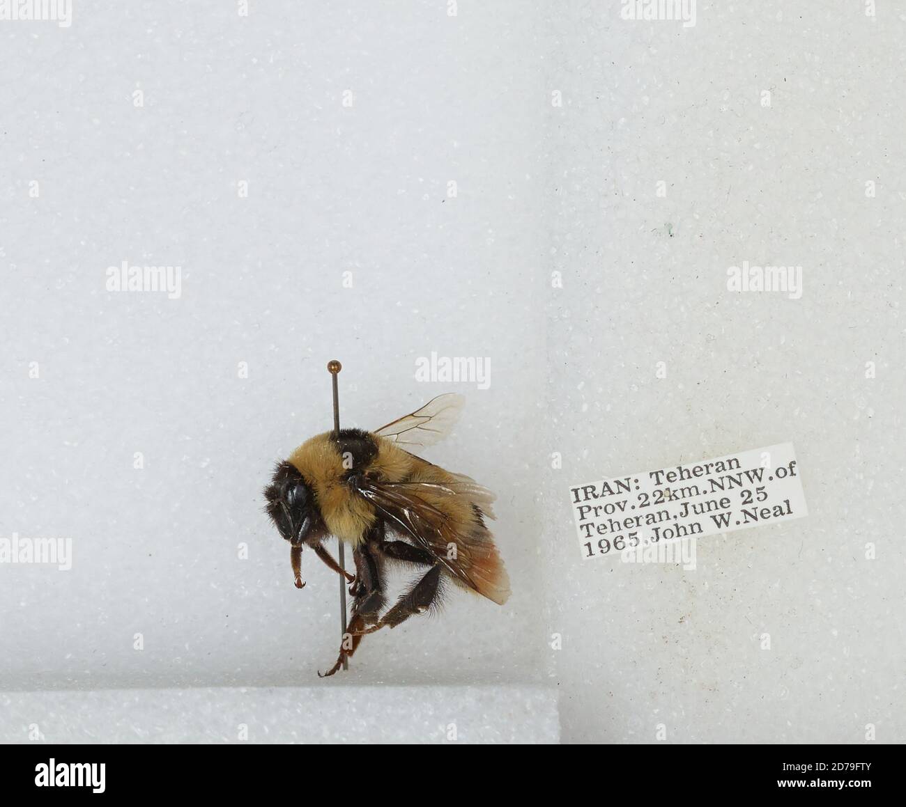 Iran Insects 22 km North Northwest of Tehran, Tehran, Iran, Bombus sp., Animalia ...