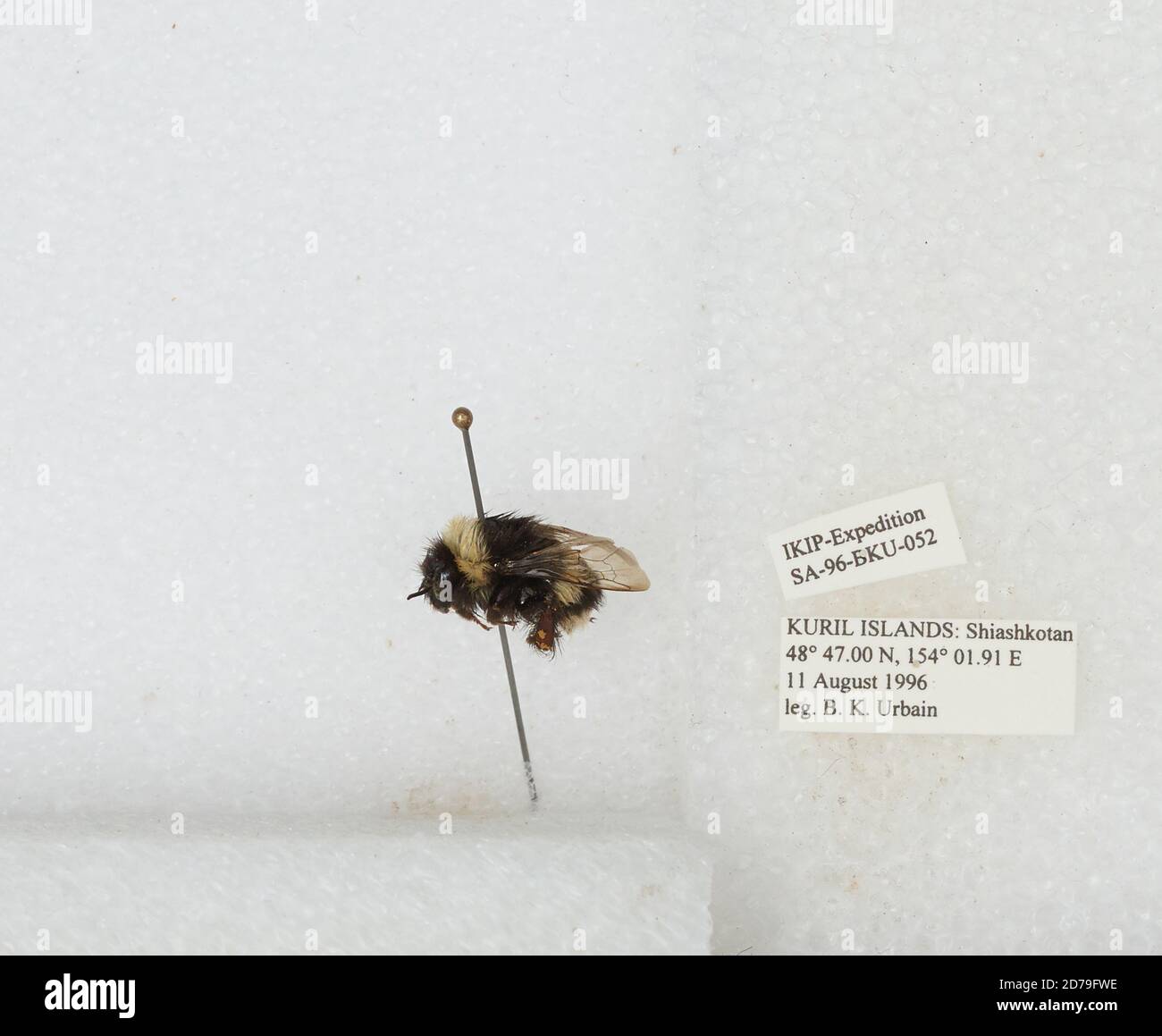 Kirli Insect Kuril Islands, Shiashkotan Island, Sakhalin, Russia, Bombus sp ...