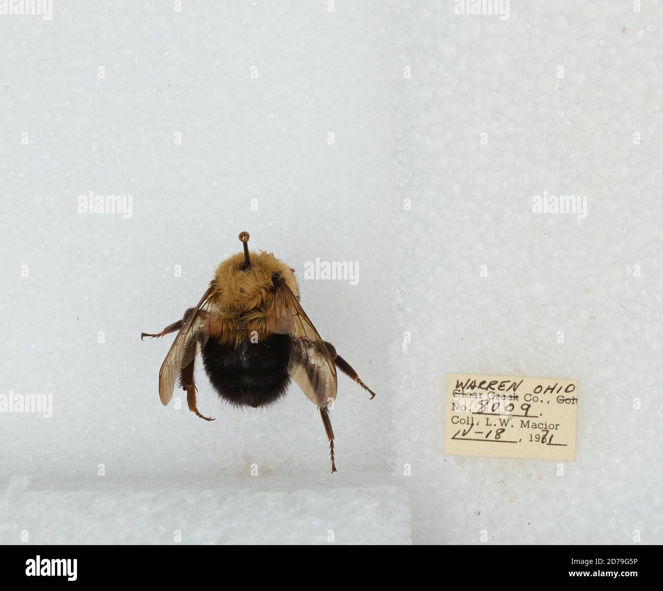 Warren, Ohio, United States, Bombus (Pyrobombus) bimaculatus Cresson ...