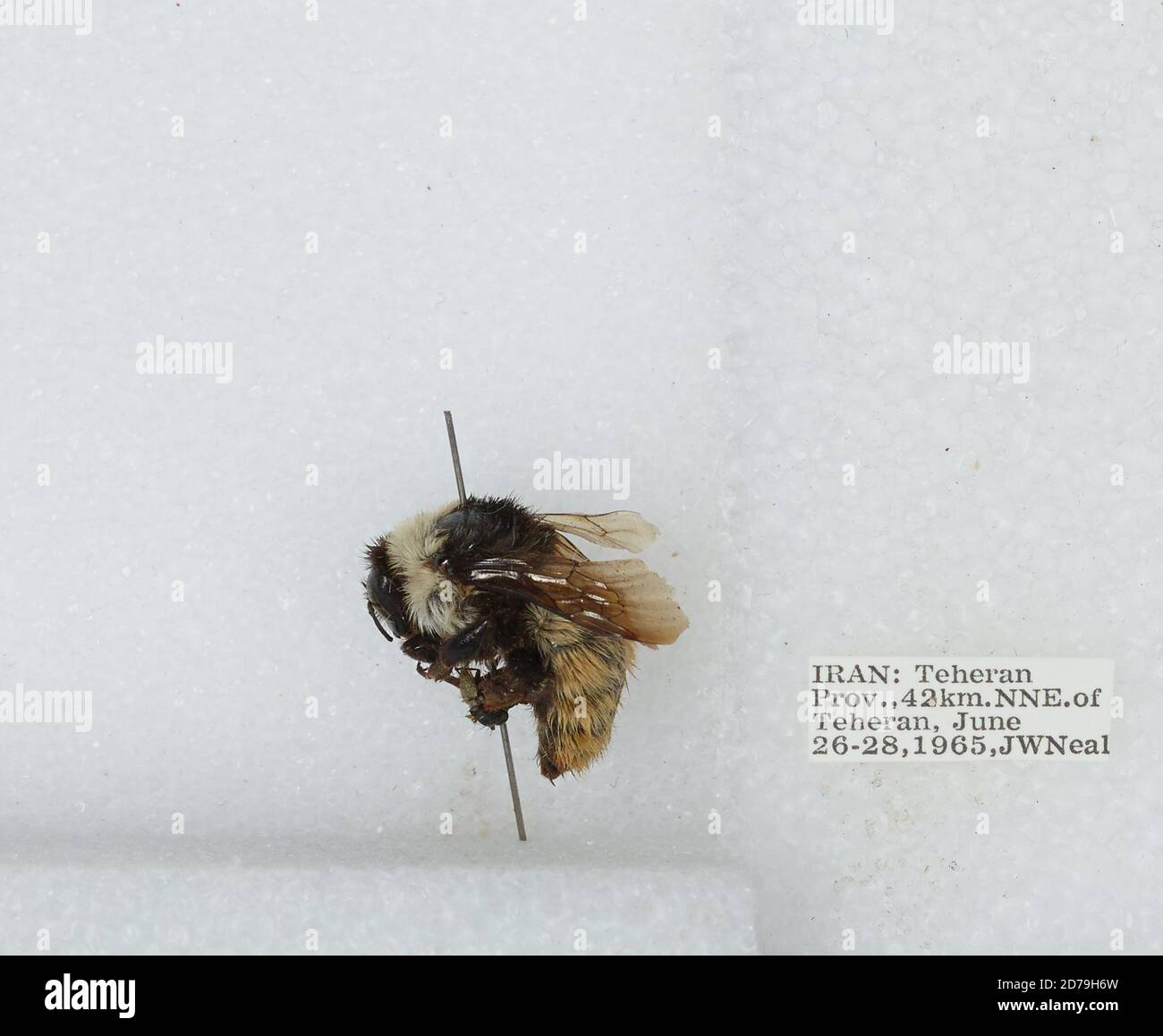 Iran Insects 42 km North Northeast of Tehran, Tehran, Iran, Bombus sp., Animalia ...