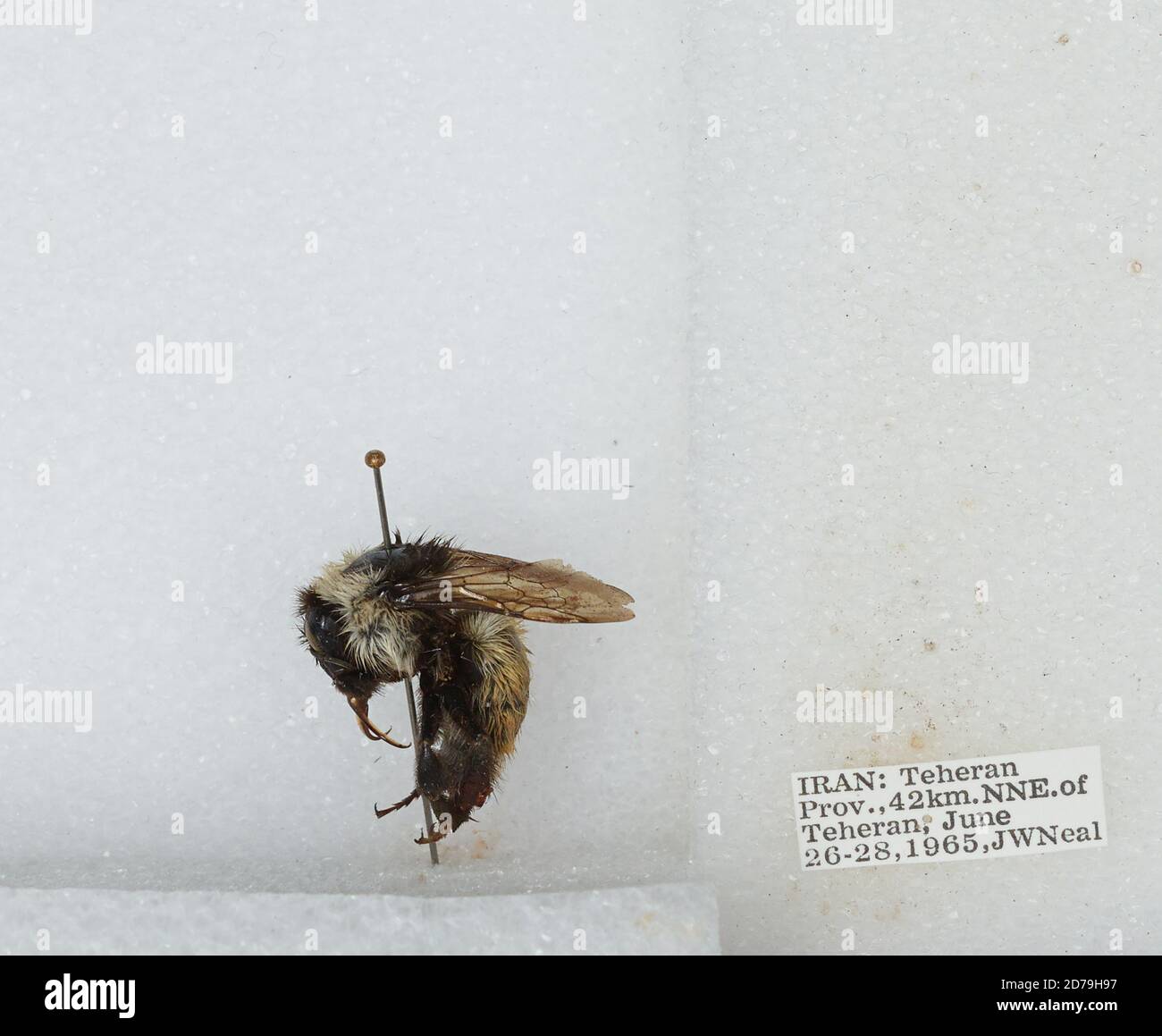 Iran Insects 42 km. NNE of Tehran, Tehran, Iran, Bombus sp., Animalia, Arthropoda ...