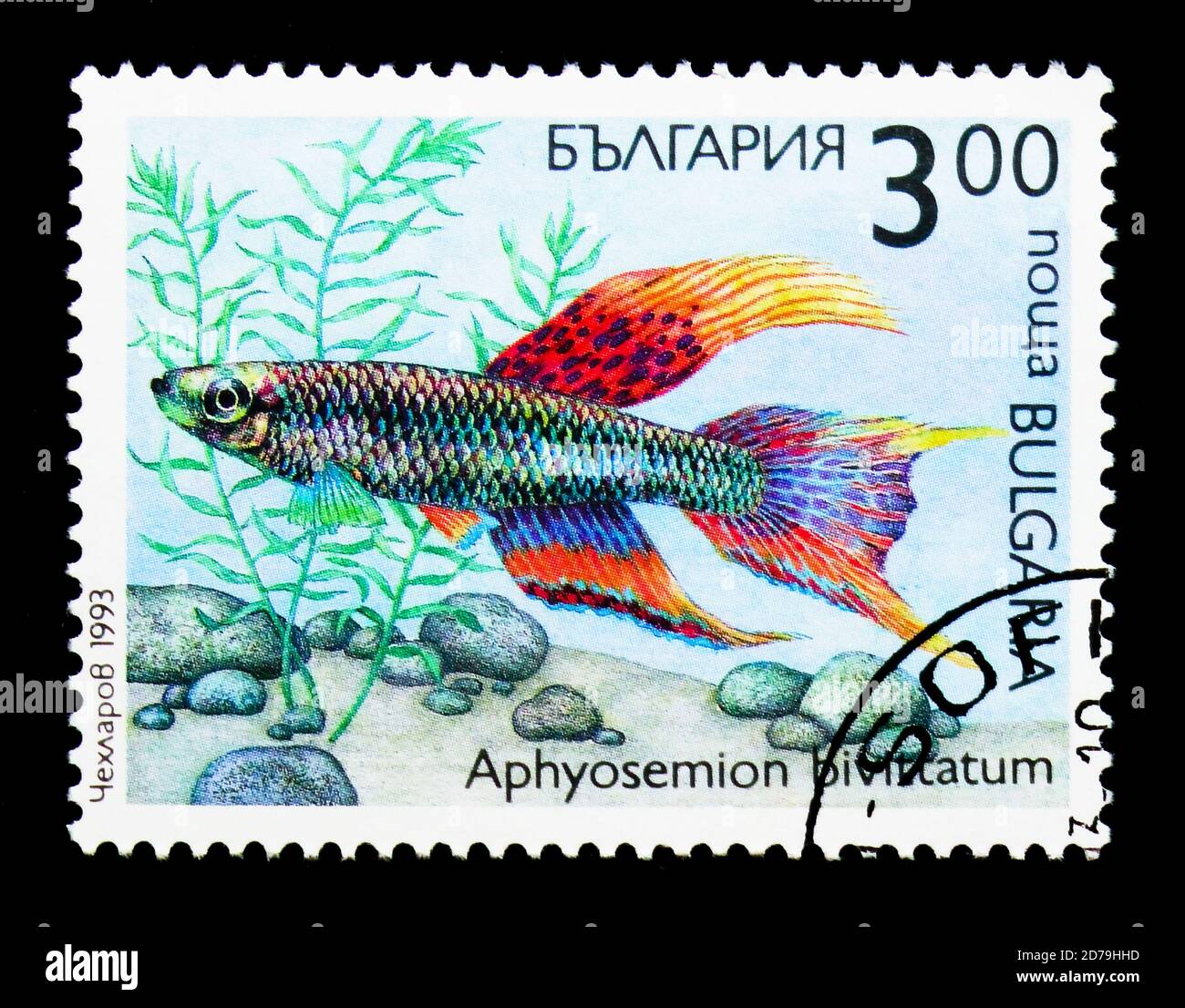 MOSCOW, RUSSIA - DECEMBER 21, 2017: A stamp printed in Bulgaria shows Two-stripe Killifish (Aphyosemion bivittatum), Flora and fauna serie, circa 1993 Stock Photo