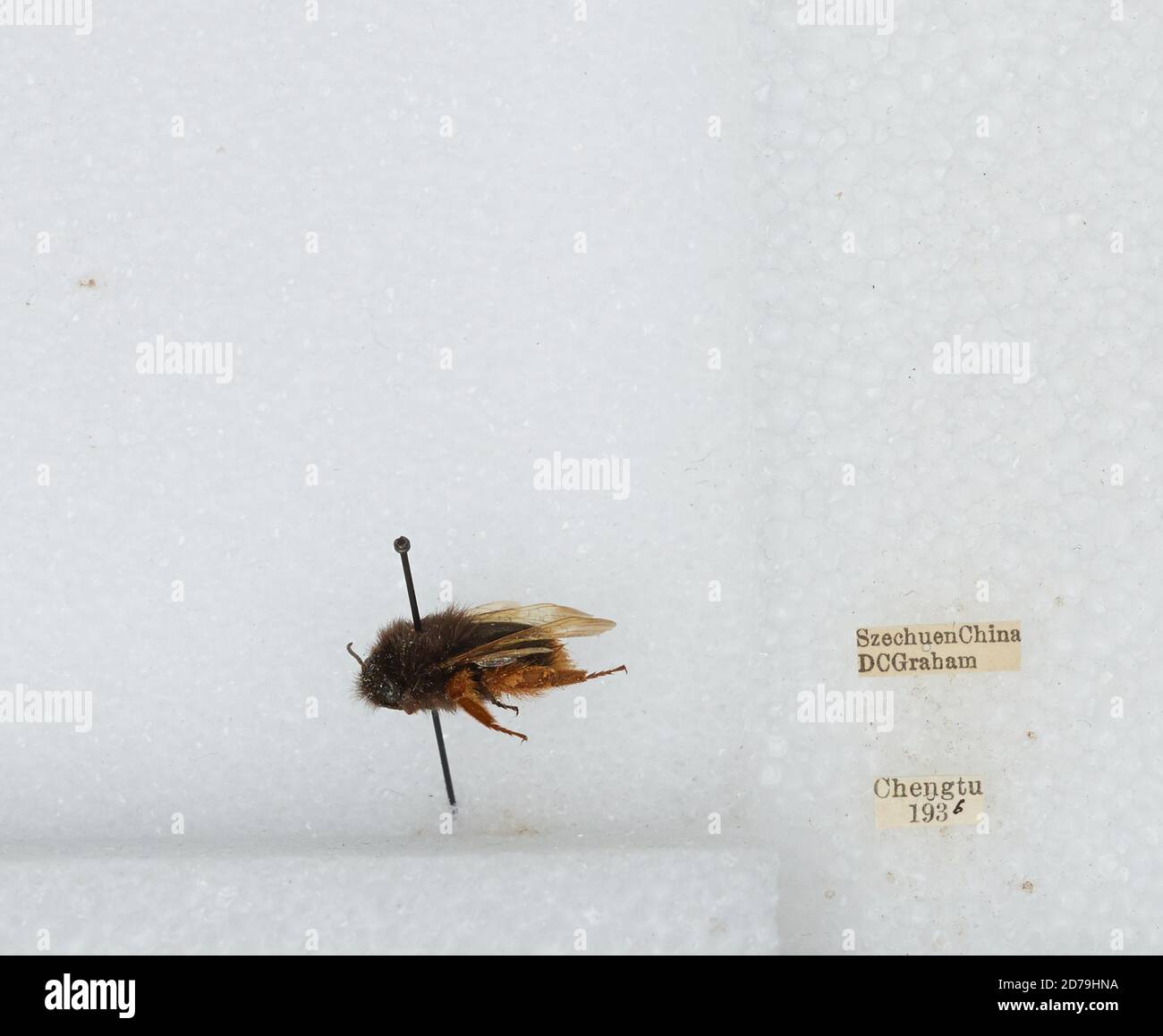 Chengdu Insects Chengdu, Sichaun, China, Bombus sp., Animalia, Arthropoda, Insecta ...
