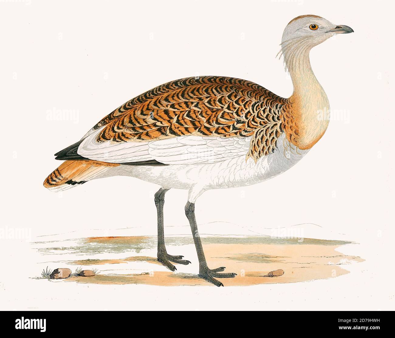 illustration, engraving, painting, bird, birds Stock Photo - Alamy