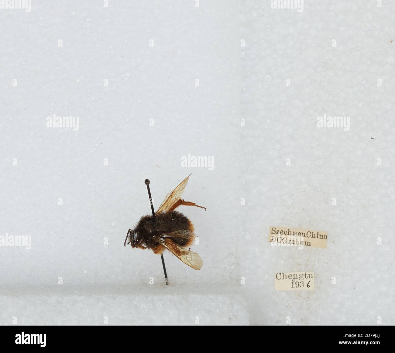 Chengdu Insects Chengdu, Sichuan, China, Bombus sp., Animalia, Arthropoda, Insecta ...