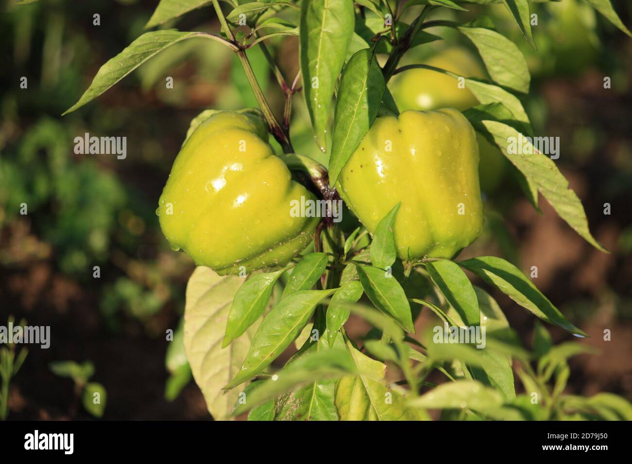 Green paprika plants growing in the garden Stock Photo Alamy