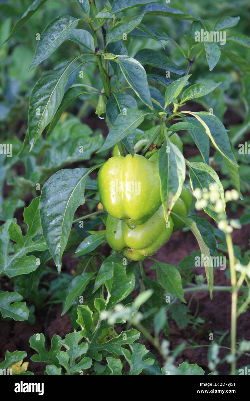 Green paprika plants growing in the garden Stock Photo Alamy