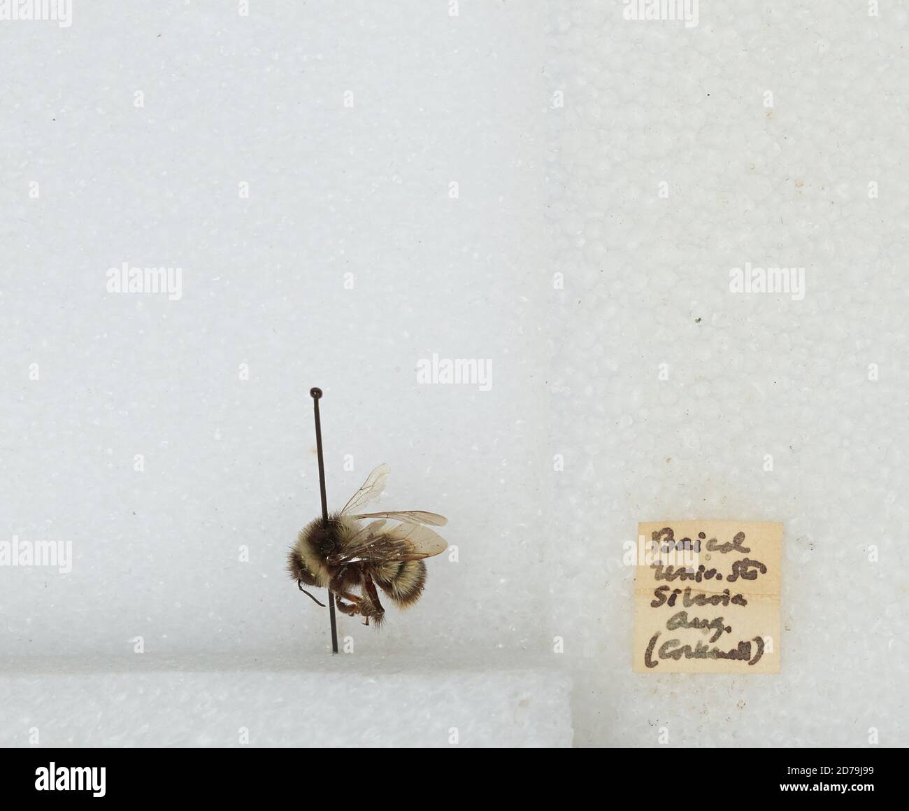 Baikal State University, Siberia, Irkutsk, Russia, Bombus sp., Animalia ...