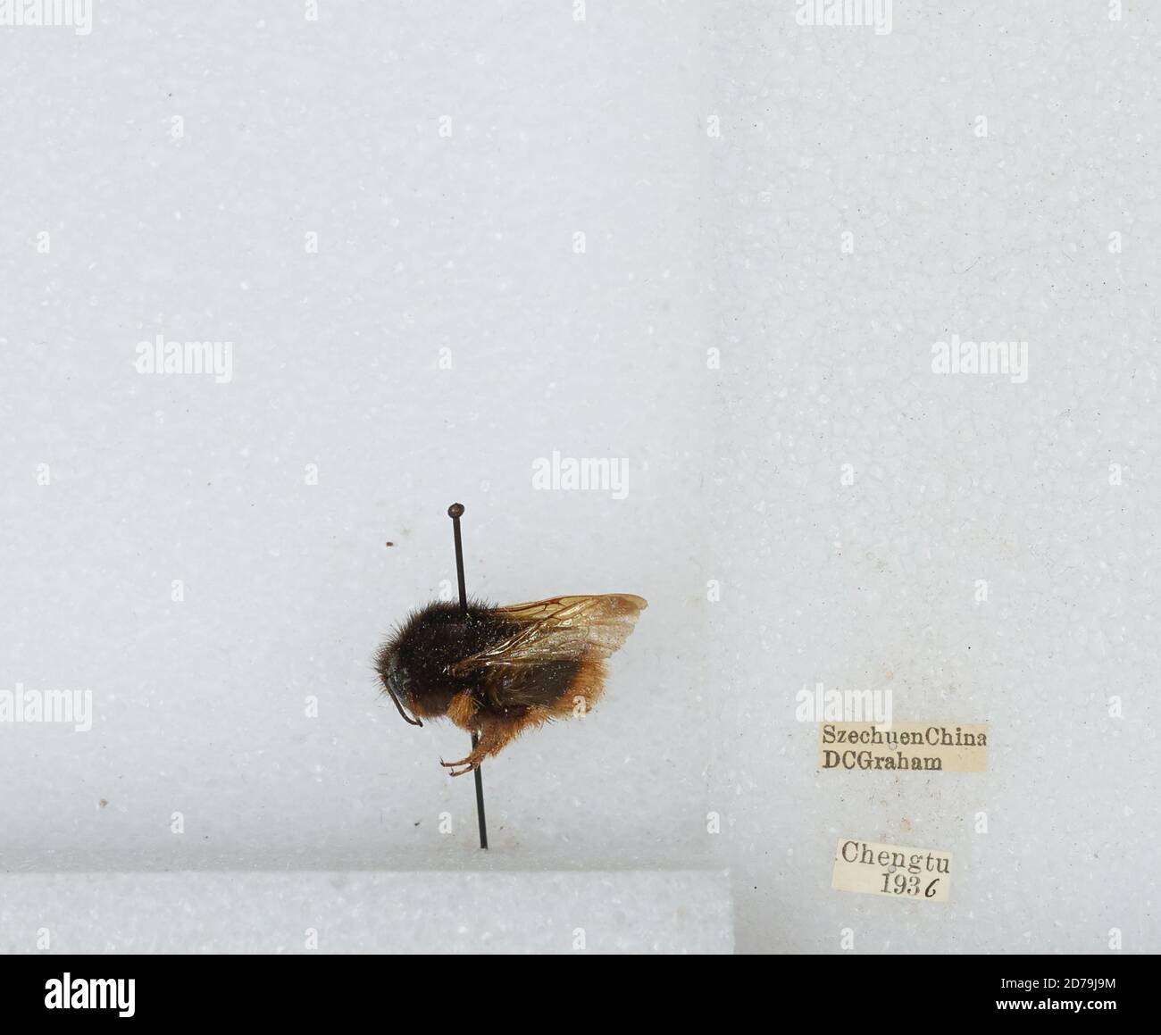 Chengdu Insects Chengdu, Sichuan, China, Bombus sp., Animalia, Arthropoda, Insecta ...
