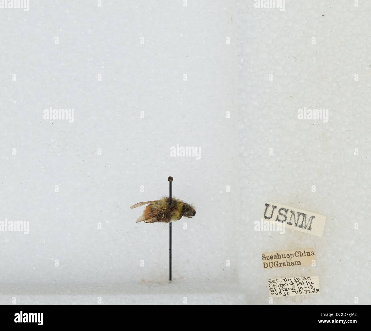 Simuchang Insect Between Yin Kuan Chian & Tatlu Si Kang, Sichuan, China, Bombus sp ...