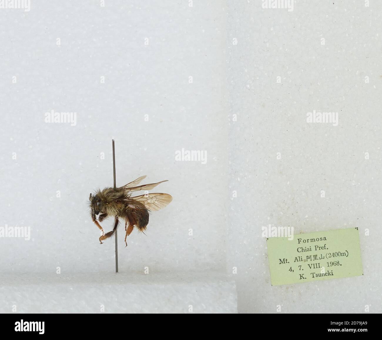 Mt. Ali, Chiayi, Taiwan, Bombus sp., Animalia, Arthropoda, Insecta ...