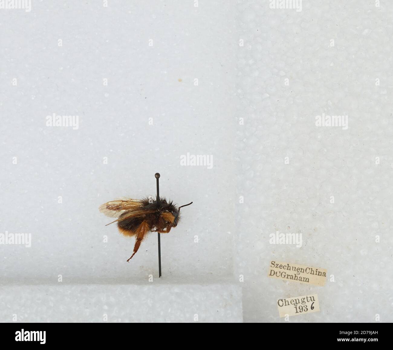 Chengdu Insects Chengdu, Sichuan, China, Bombus sp., Animalia, Arthropoda, Insecta ...