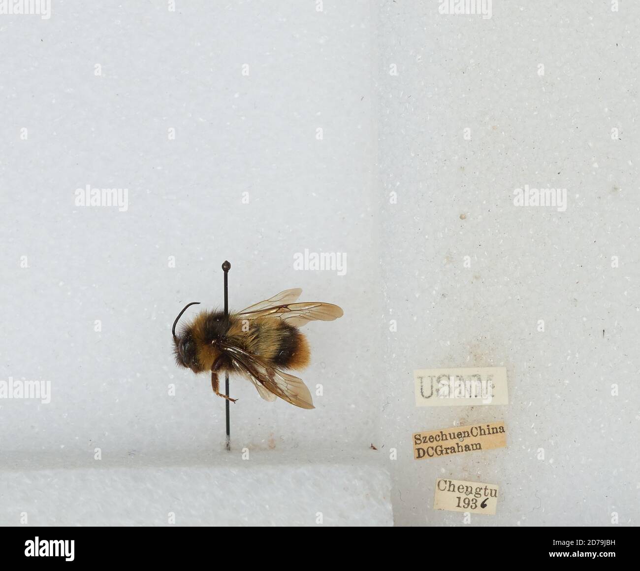 Chengdu Insects Chengdu, Sichuan, China, Bombus sp., Animalia, Arthropoda, Insecta ...