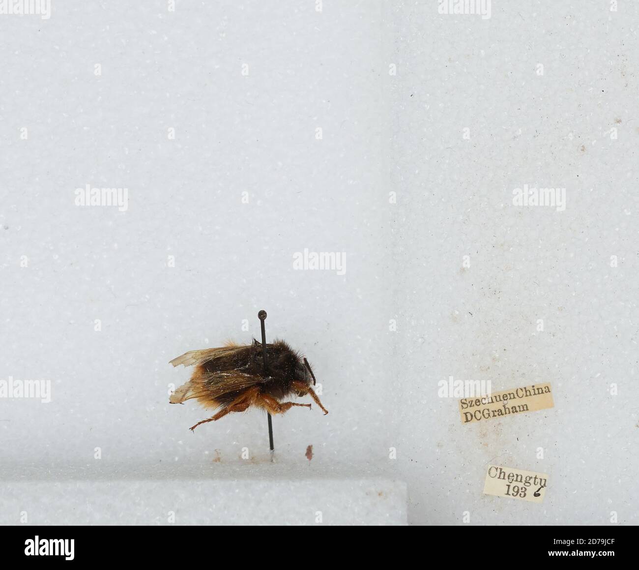 Chengdu Insects Chengdu, Sichuan, China, Bombus sp., Animalia, Arthropoda, Insecta ...