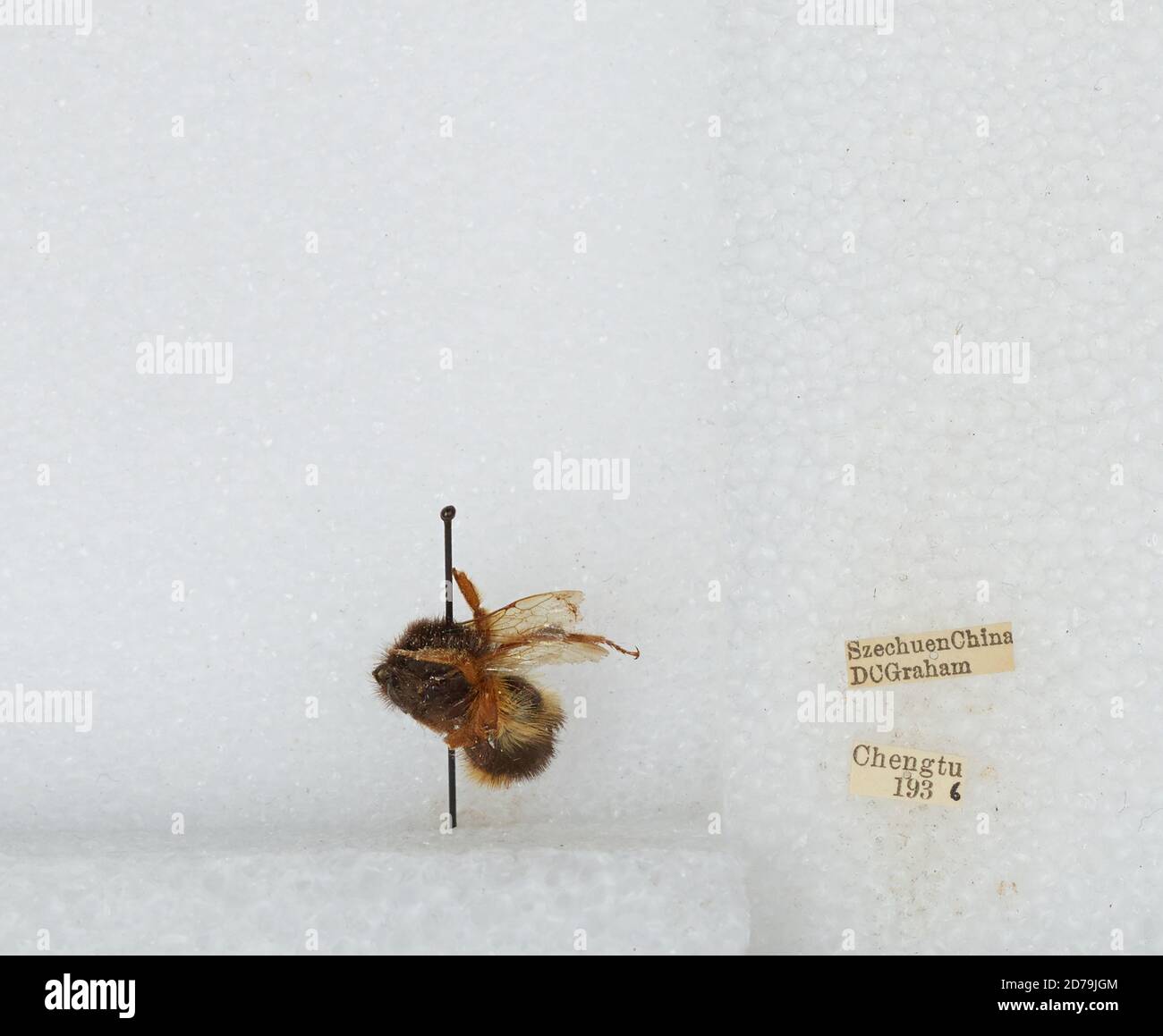 Chengdu Insects Chengdu, Sichuan, China, Bombus sp., Animalia, Arthropoda, Insecta ...