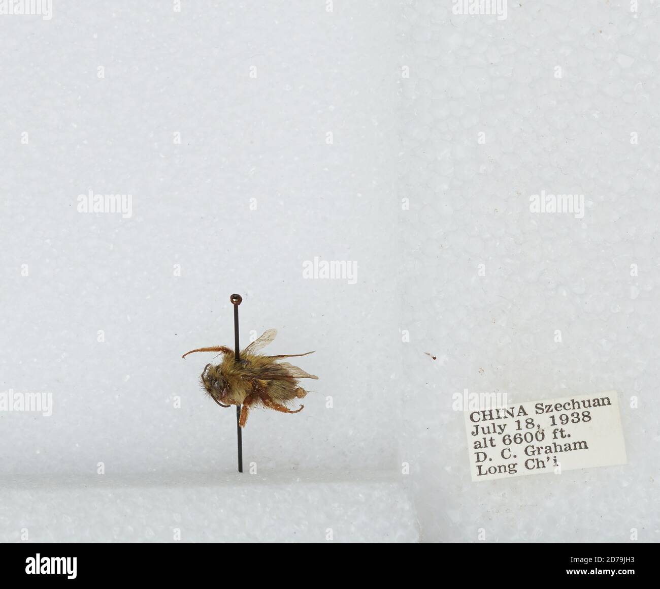 Chi Yan Insect Long Ch'i, Sichuan, China, Bombus sp., Animalia, Arthropoda, Insecta ...