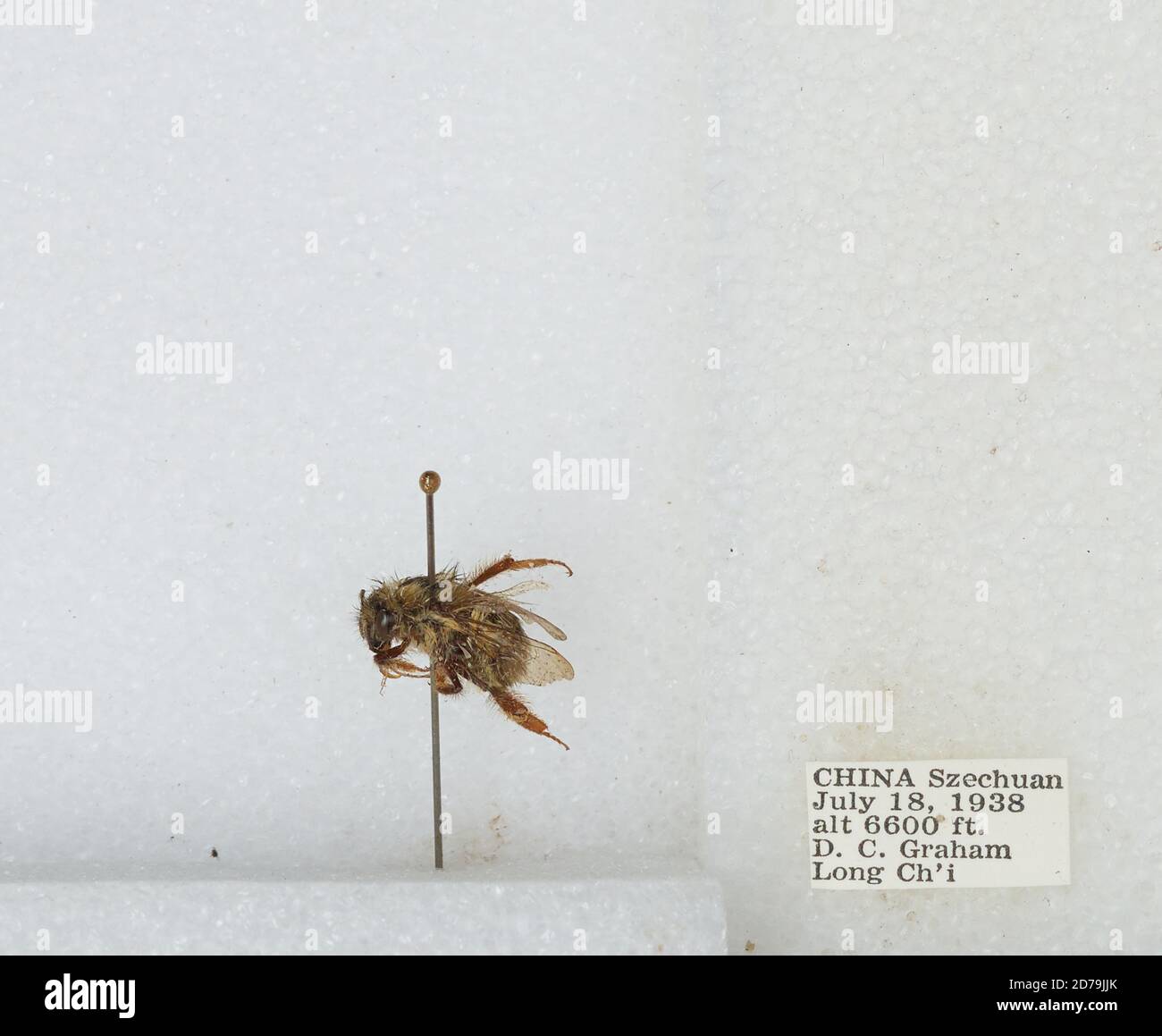 Chi Yan Insect Long Ch'i, Sichuan, China, Bombus sp., Animalia, Arthropoda, Insecta ...