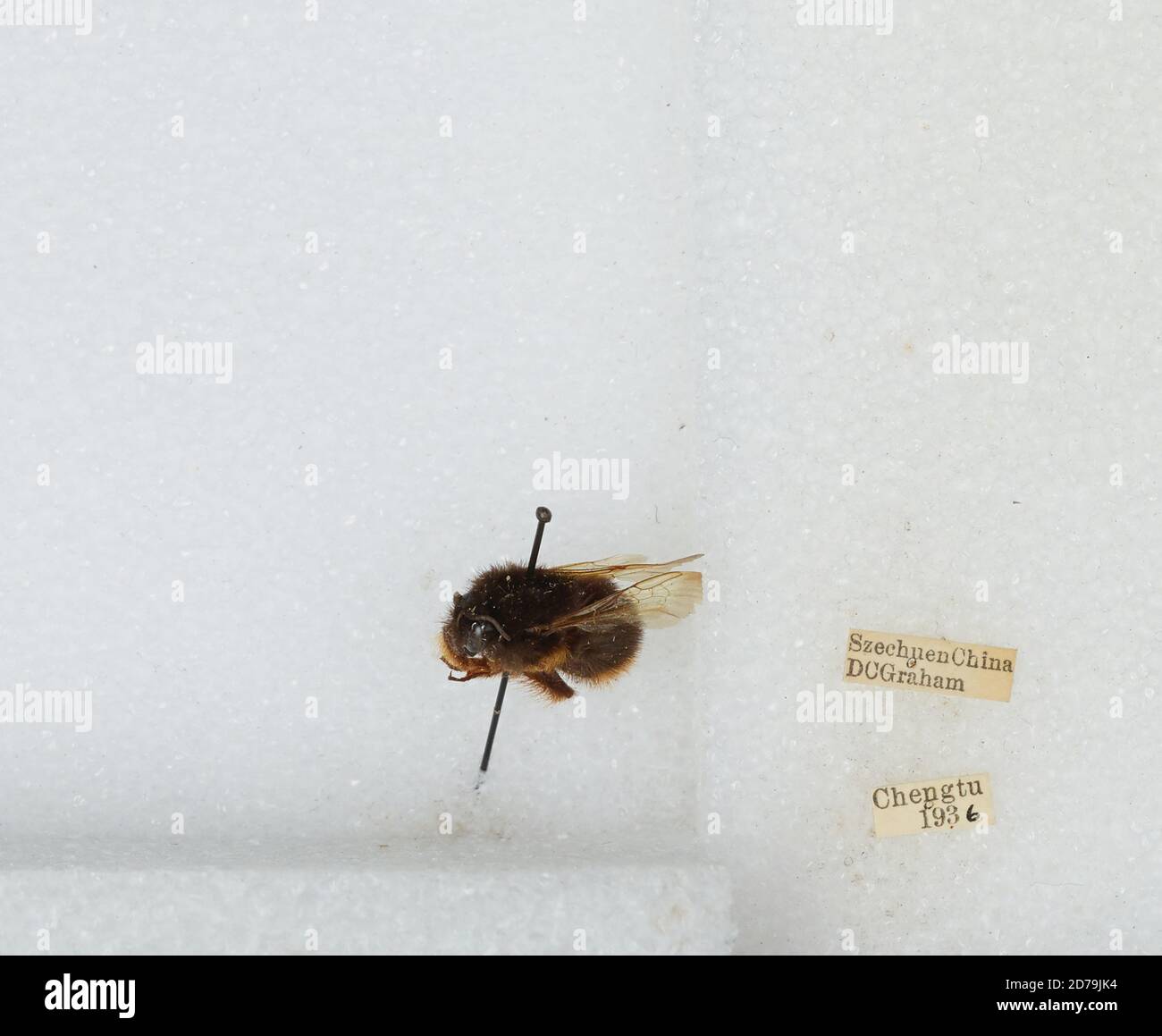 Chengdu, Sichuan, China, Bombus sp., Animalia, Arthropoda, Insecta ...