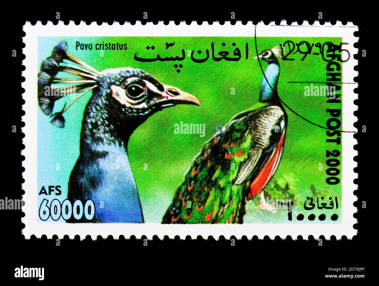 MOSCOW, RUSSIA - DECEMBER 21, 2017: A stamp printed in Afghanistan shows Common Peacock (Pavo cristatus), International Stamp Exhibition WIPA Vienna s Stock Photo